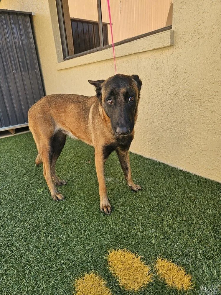 An adult large-sized female Belgian Shepherd / Malinois dog named Mali for adoption in Lakeland, FL