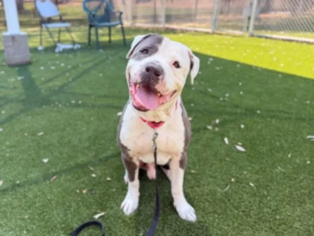 An adult large-sized male Pit Bull Terrier dog named Ranger for adoption in Los Angeles, CA