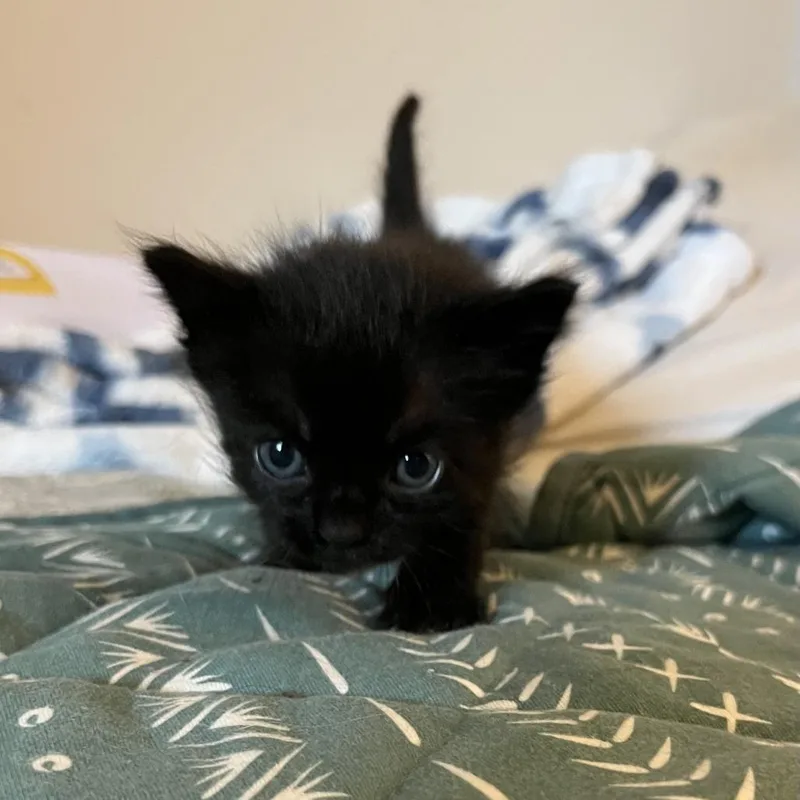 A young large-sized male Black Domestic Short Hair cat named Prince for adoption in Lakewood, CO