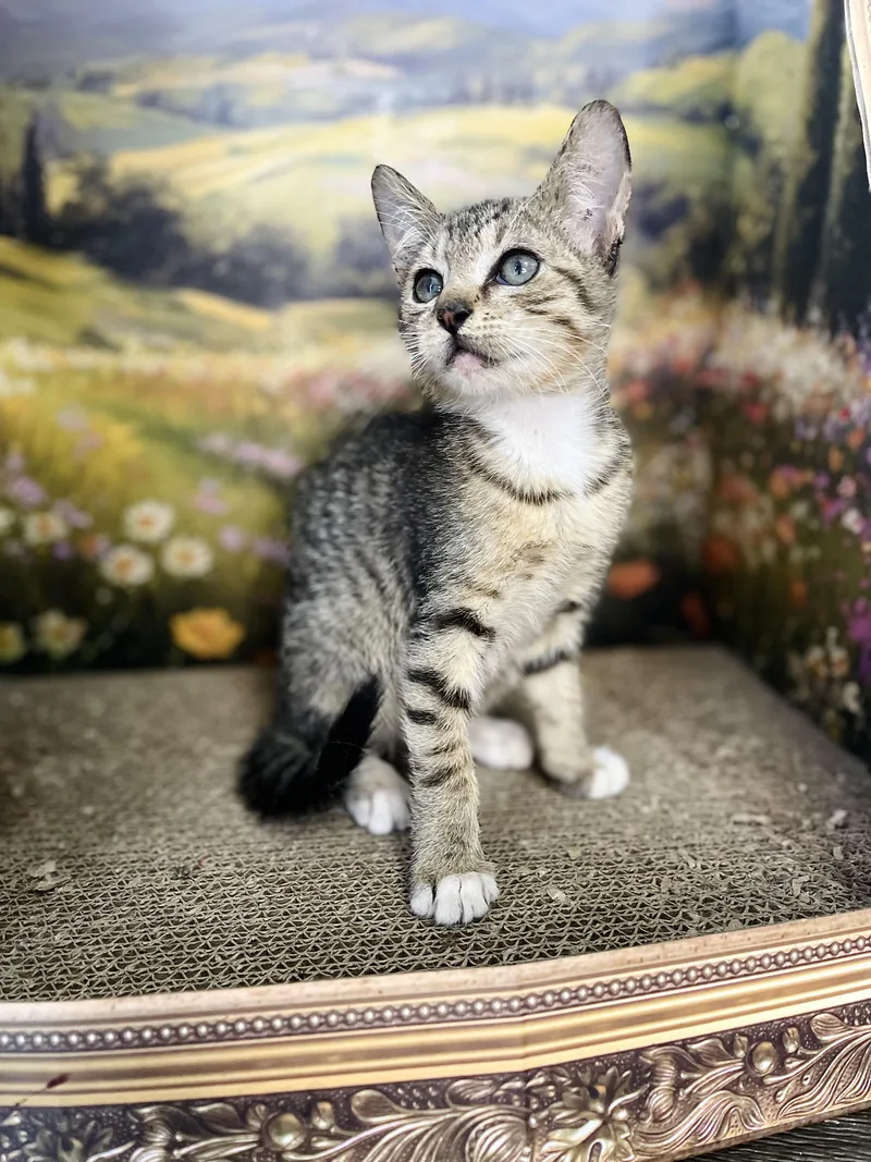 A baby small-sized male Tabby (Buff / Tan / Fawn) American Shorthair cat named Jasper for adoption in Fort Pierce, FL