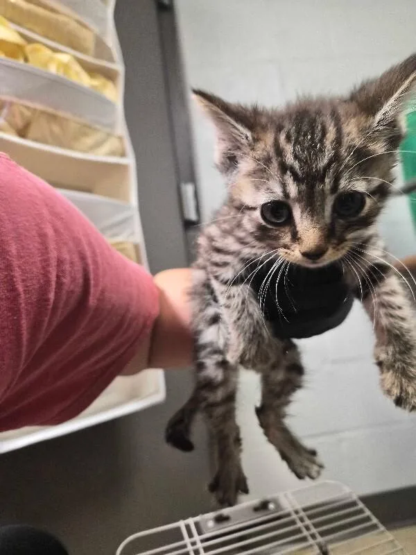 A young small-sized male Tabby (Brown / Chocolate) Domestic Short Hair cat named Quark for adoption in Cincinnati, OH