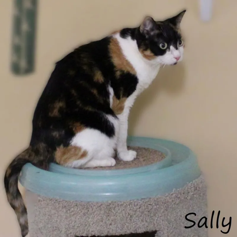 Sally