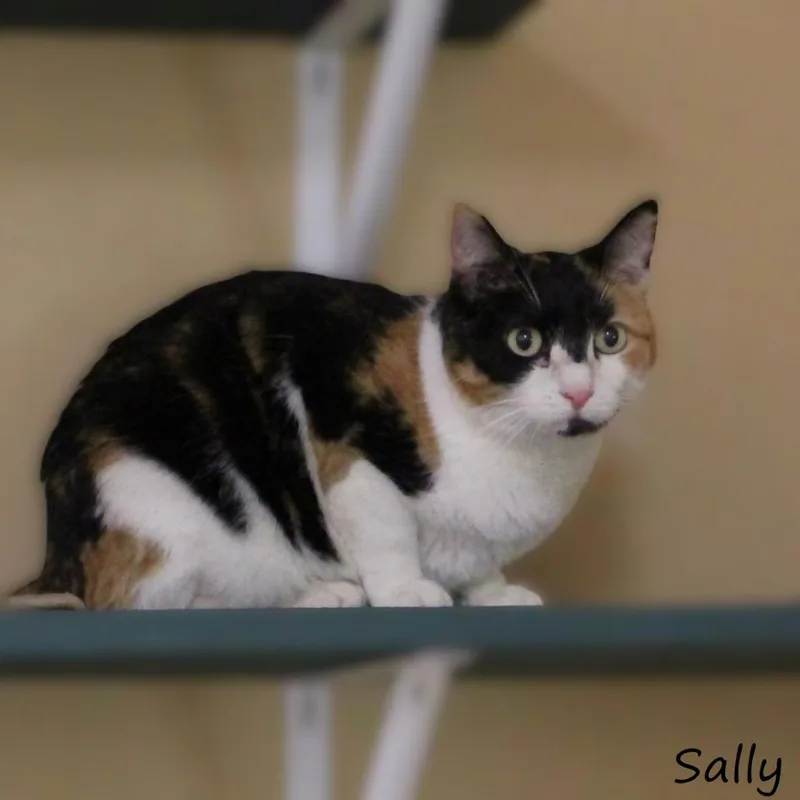 Sally thumbnail 2