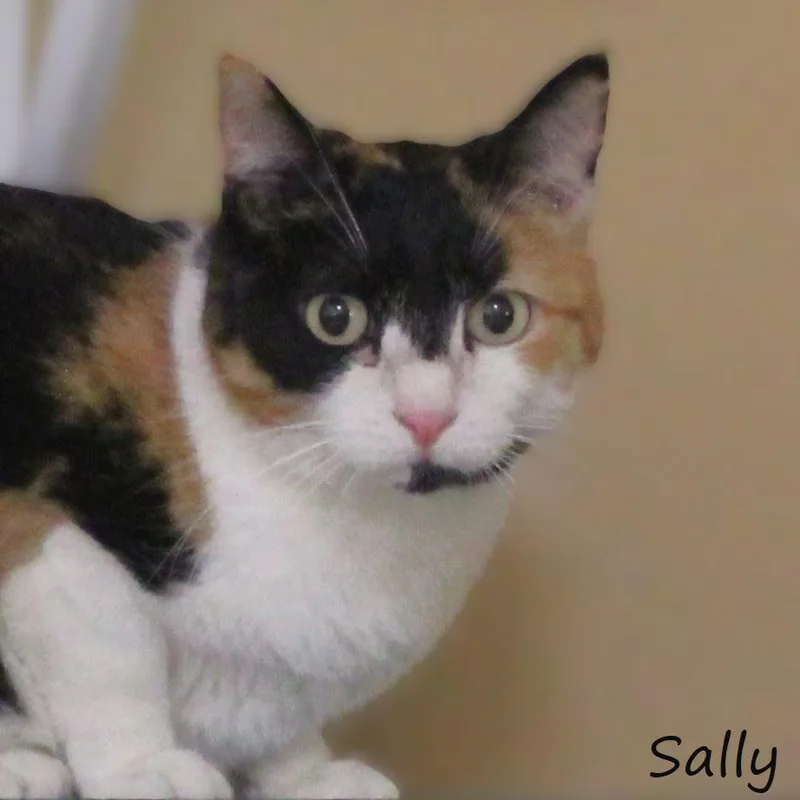 Sally thumbnail 3