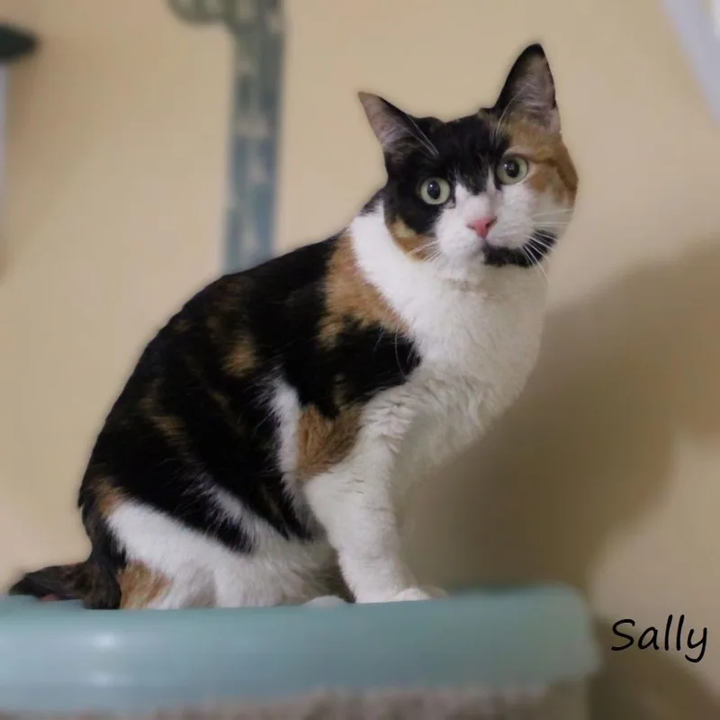 Sally thumbnail 4