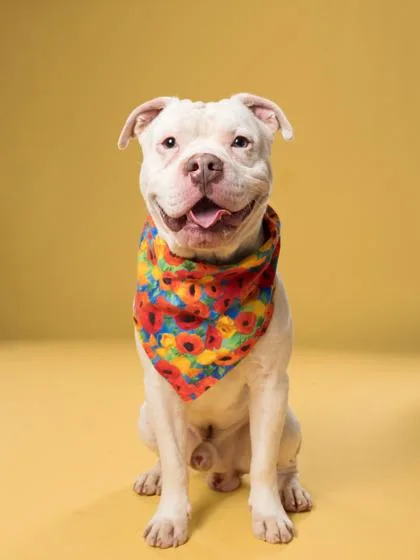 An adult large-sized male Pit Bull Terrier dog named Waffle for adoption in Atlanta, GA