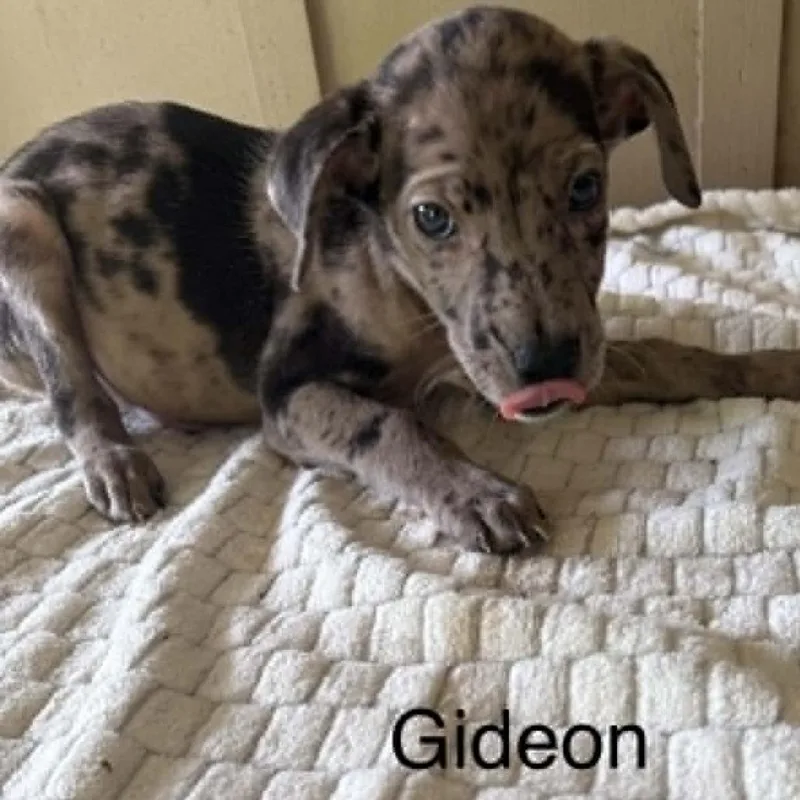 A baby medium-sized male Brown / Chocolate Mixed Breed dog named Gideon for adoption in Alexandria, VA