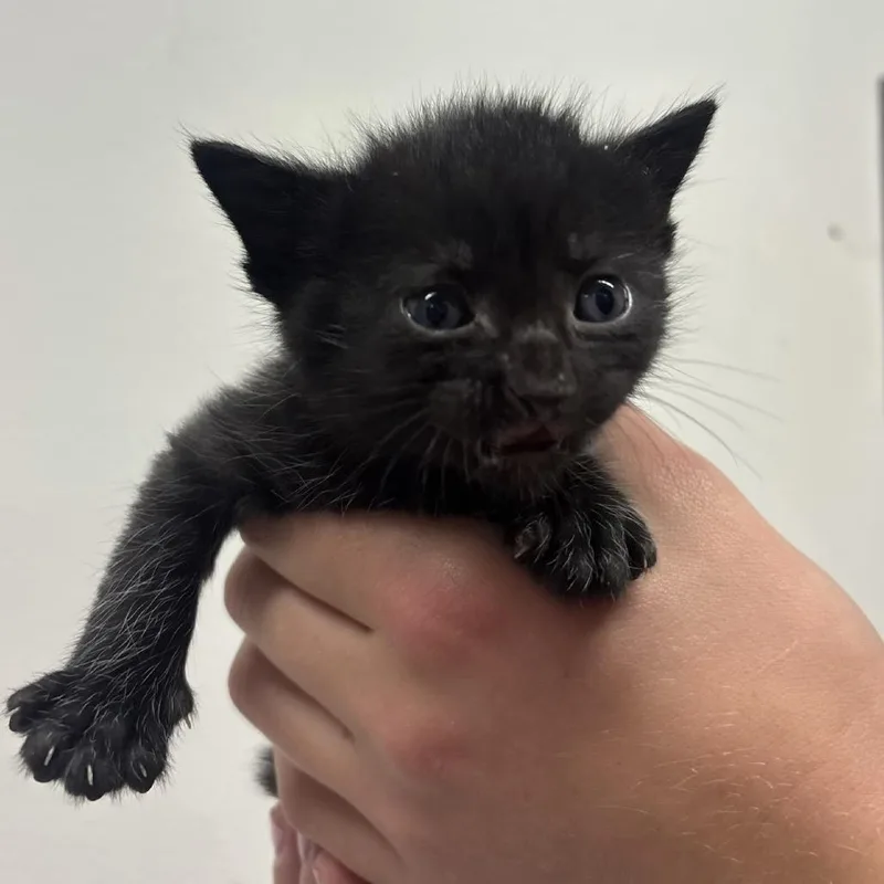 A baby small-sized female Black Domestic Short Hair cat named Jane for adoption in Tampa, FL