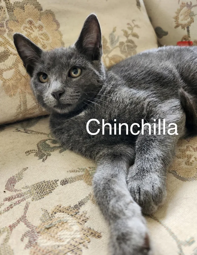 A baby medium-sized female Gray / Blue / Silver Domestic Short Hair cat named Chinchilla for adoption in Pawleys Island, SC