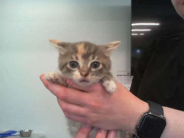 A baby small-sized female Domestic Short Hair cat named Sweetheart for adoption in Charlotte, NC