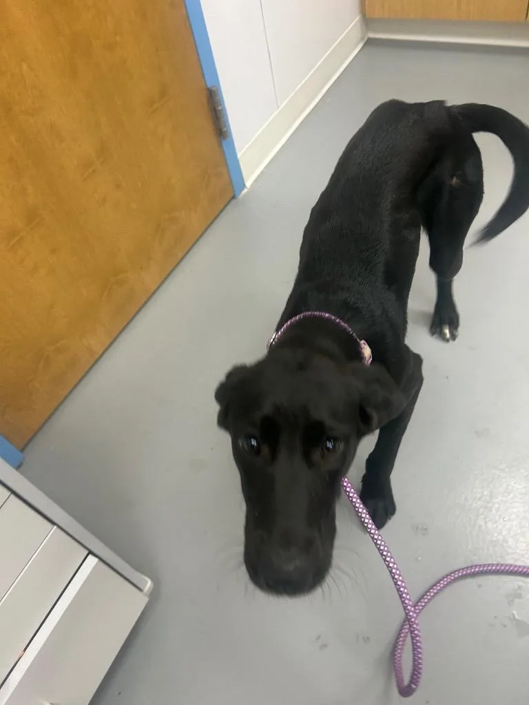 A baby medium-sized female Labrador Retriever dog named Alice for adoption in Hartsville, SC