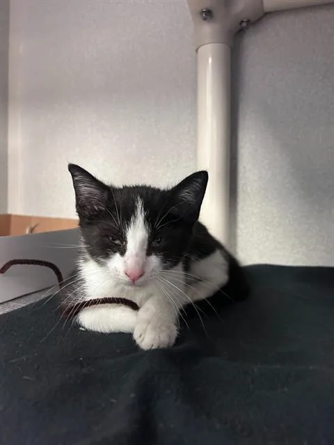 A baby medium-sized female Domestic Short Hair cat named Claudia for adoption in Dallas, TX