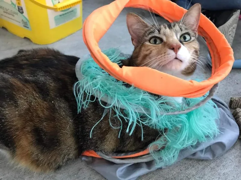 An adult medium-sized female Calico cat named Demi for adoption in New Bern, NC