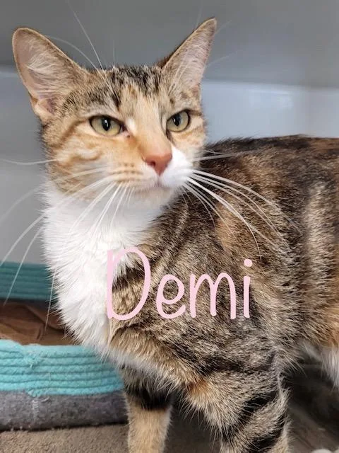 Demi thumbnail 3