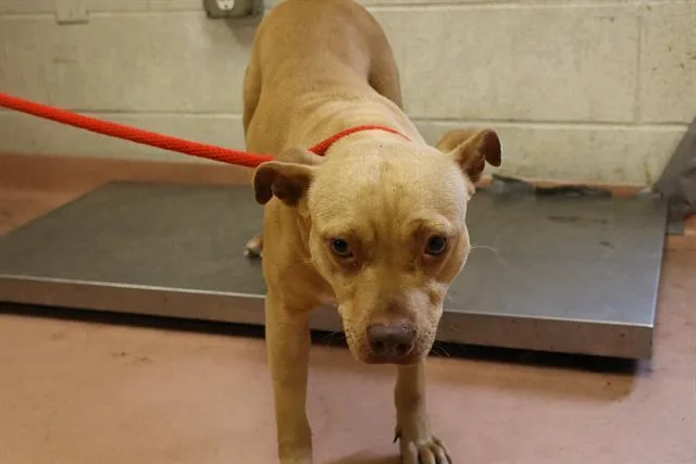 A young medium-sized female Mixed Breed dog named Autumn for adoption in Columbia, SC