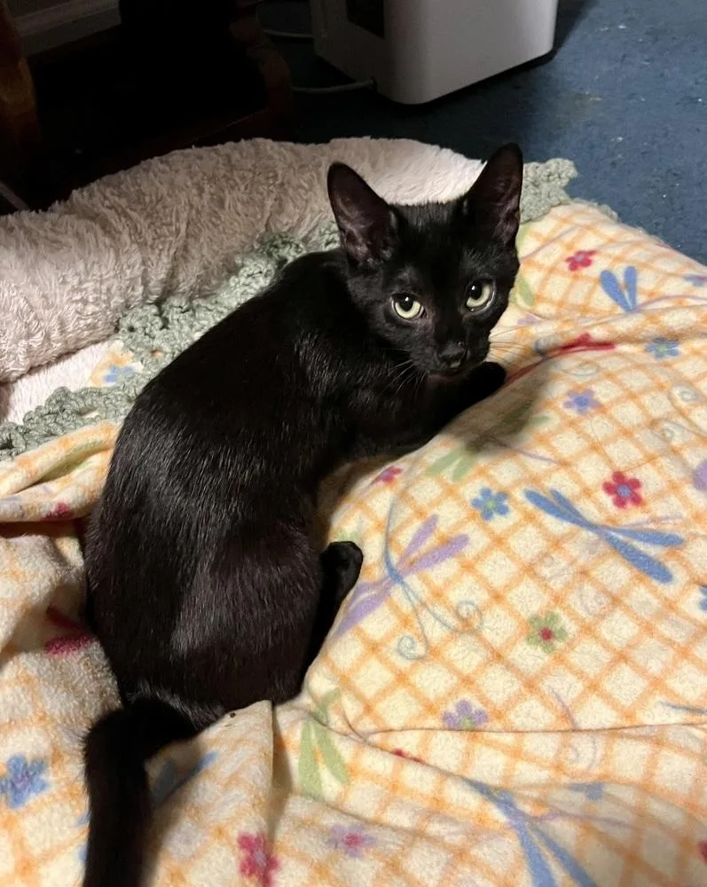 A baby small-sized female Black Domestic Short Hair cat named Nutmeg for adoption in Bolton, CT