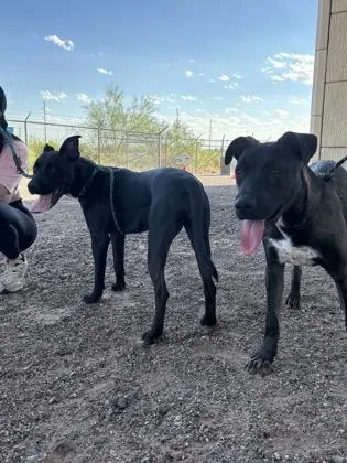 A young large-sized female Pit Bull Terrier dog named Lily Rose for adoption in El Paso, TX