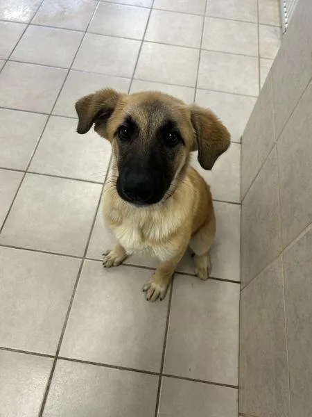 Hazel