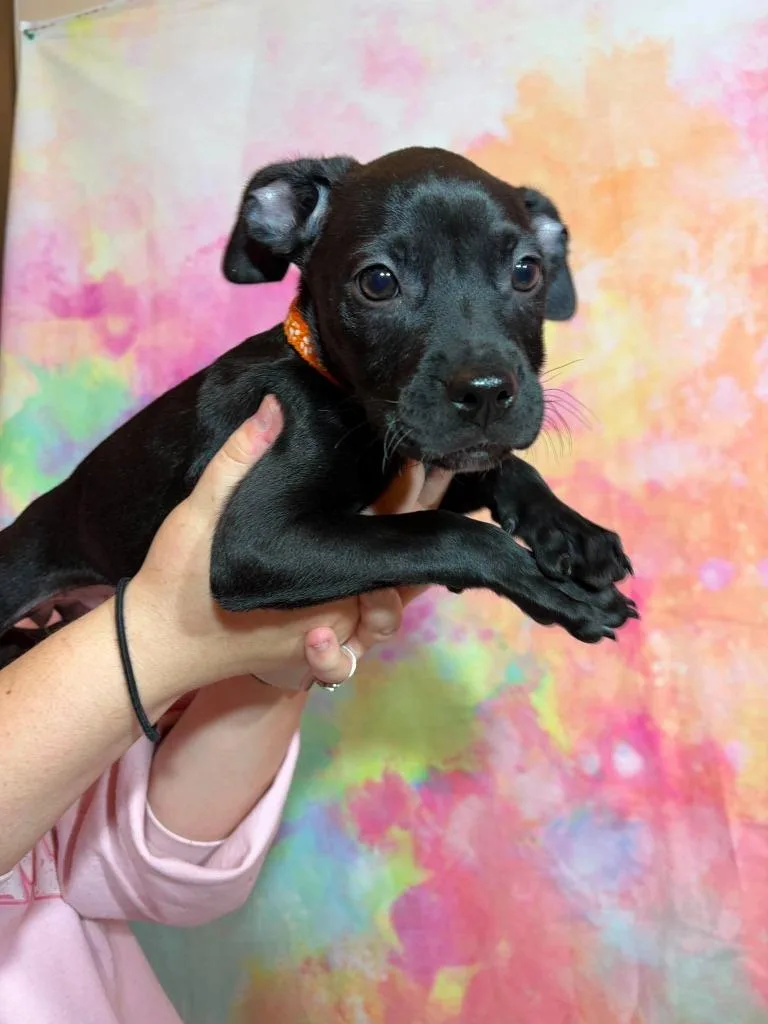 A baby medium-sized female Terrier dog named Flurry for adoption in Wintersville, OH