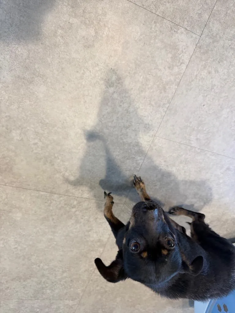 Brownie thumbnail 3