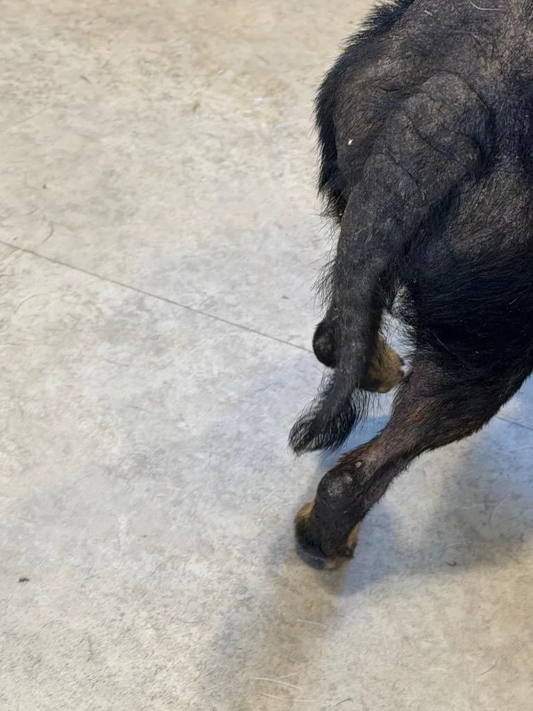 Brownie thumbnail 4