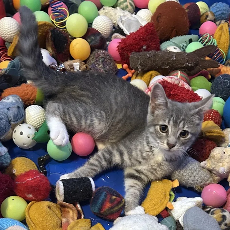 A baby small-sized female Gray / Blue / Silver Domestic Short Hair cat named Whazzat for adoption in Johnstown, PA