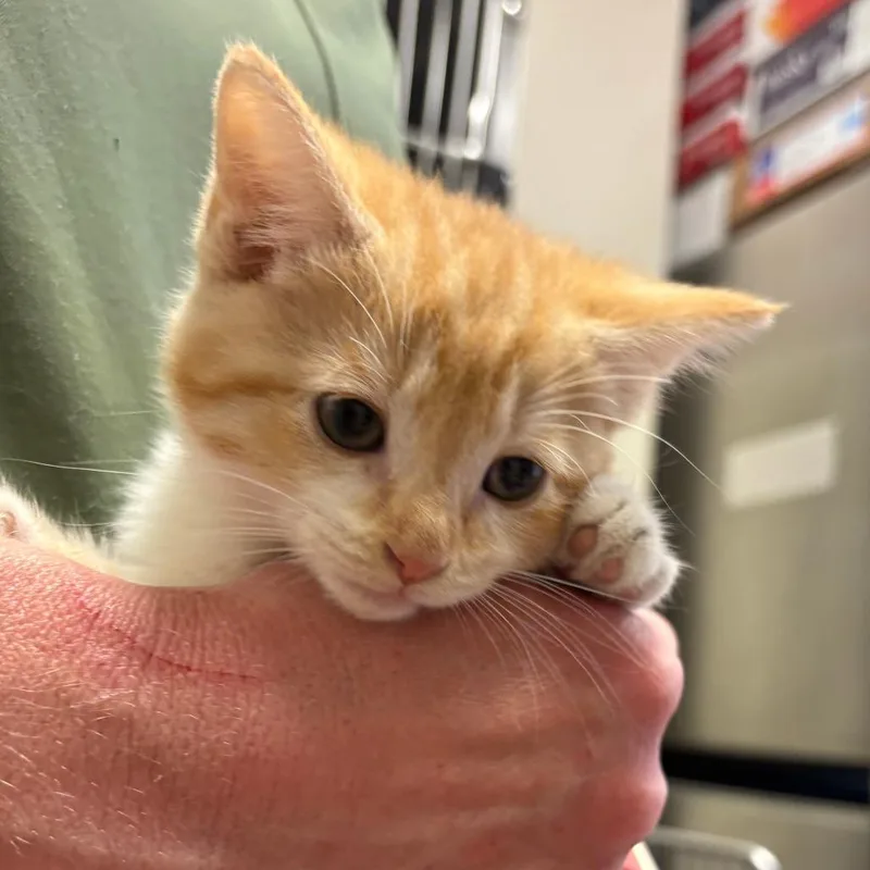 A baby small-sized male Orange / Red Domestic Short Hair cat named Lux U for adoption in Tupelo, MS