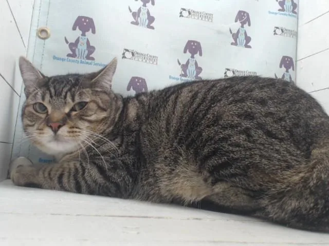Mochi