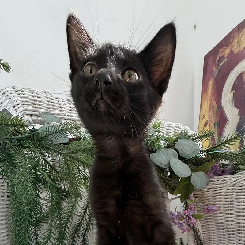 A baby small-sized male Black Domestic Short Hair cat named Jasper John for adoption in Eaton Rapids, MI