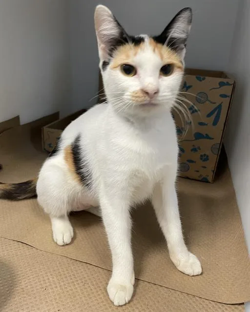 A young medium-sized female Domestic Short Hair cat named Morgan for adoption in Palmetto, FL