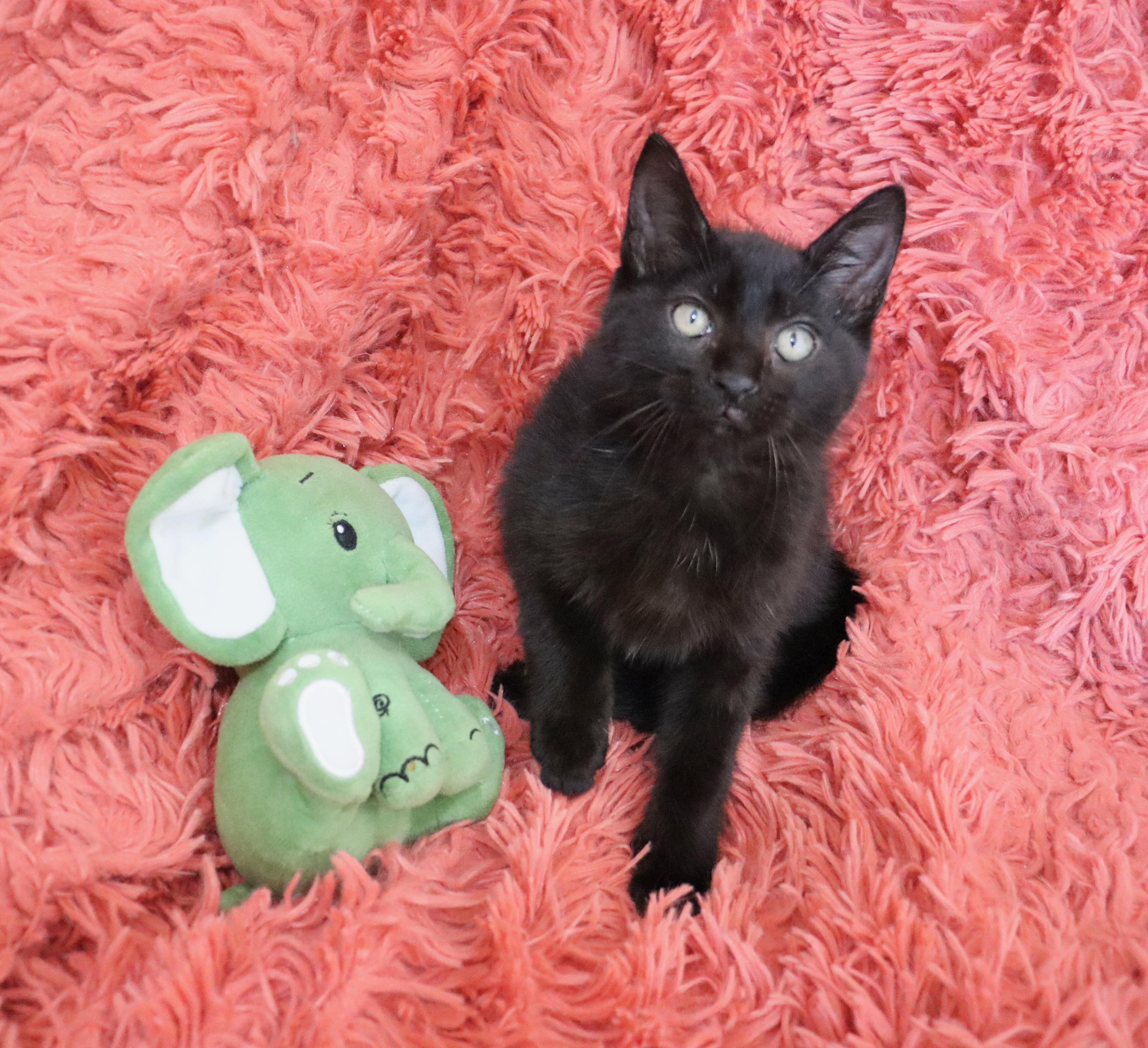 Jelly Bean thumbnail 2