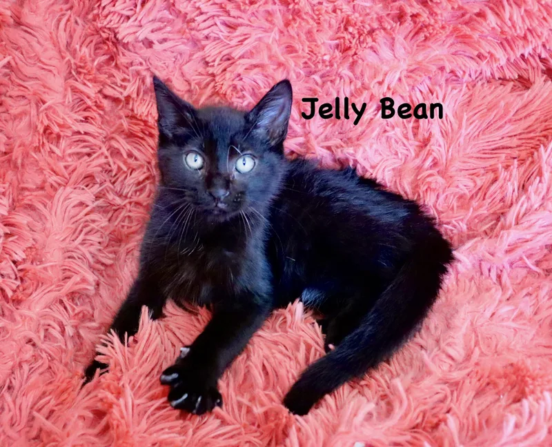 Jelly Bean thumbnail 3