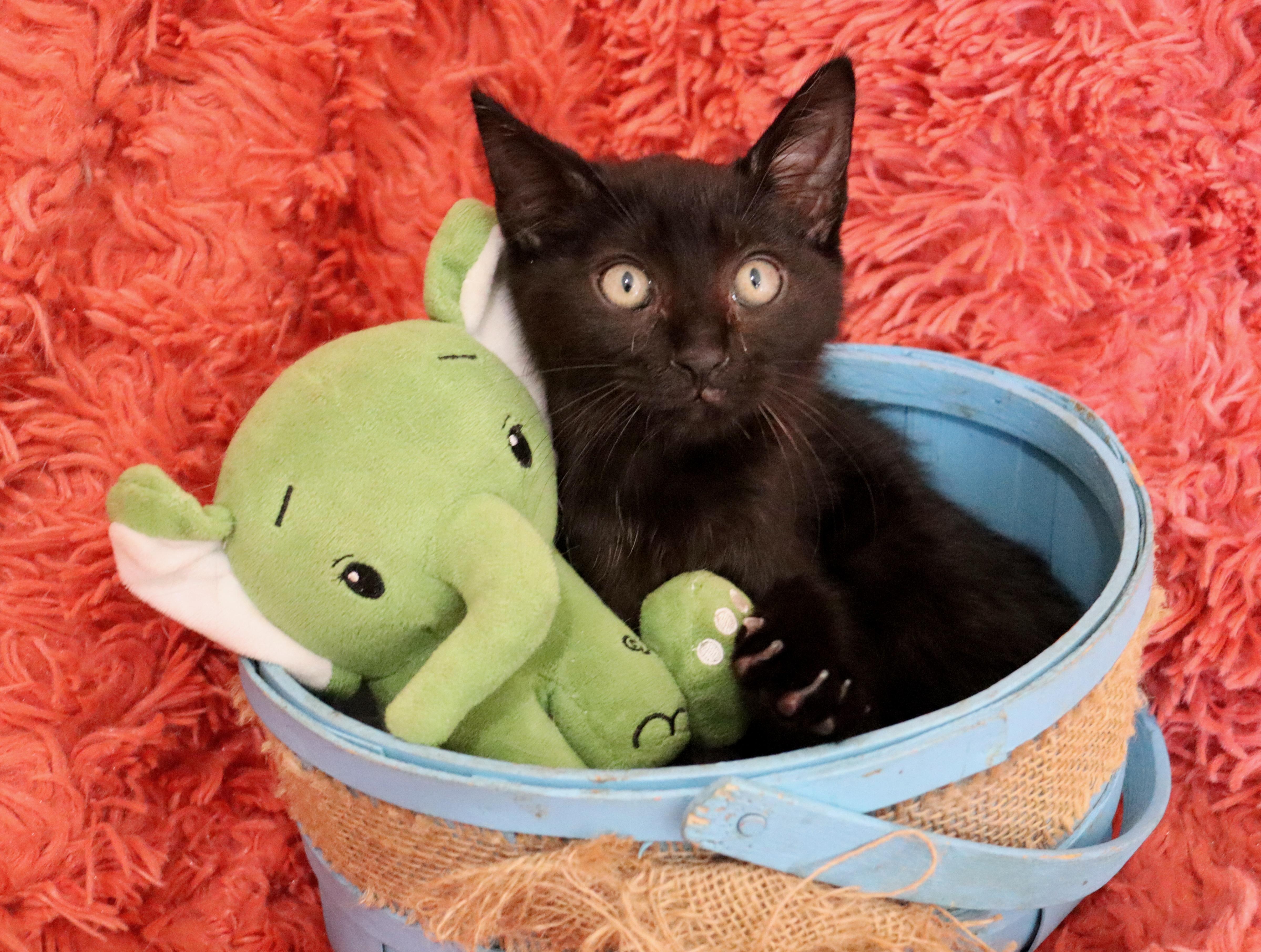 Jelly Bean thumbnail 4