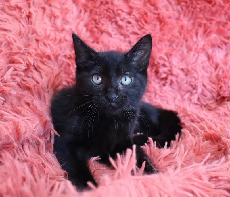 Jelly Bean thumbnail 5