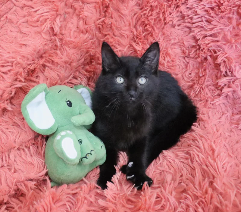 Jelly Bean thumbnail 6