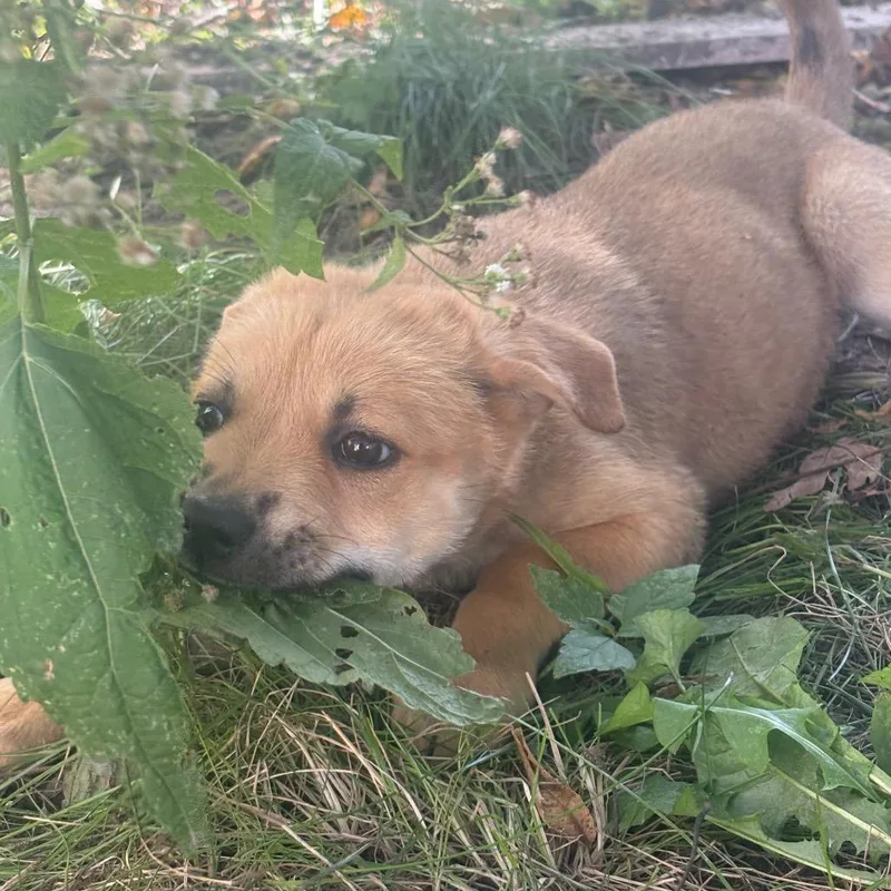 A baby small-sized female Yellow / Tan / Blond / Fawn Mixed Breed dog named Howitzer for adoption in Buffalo, MN