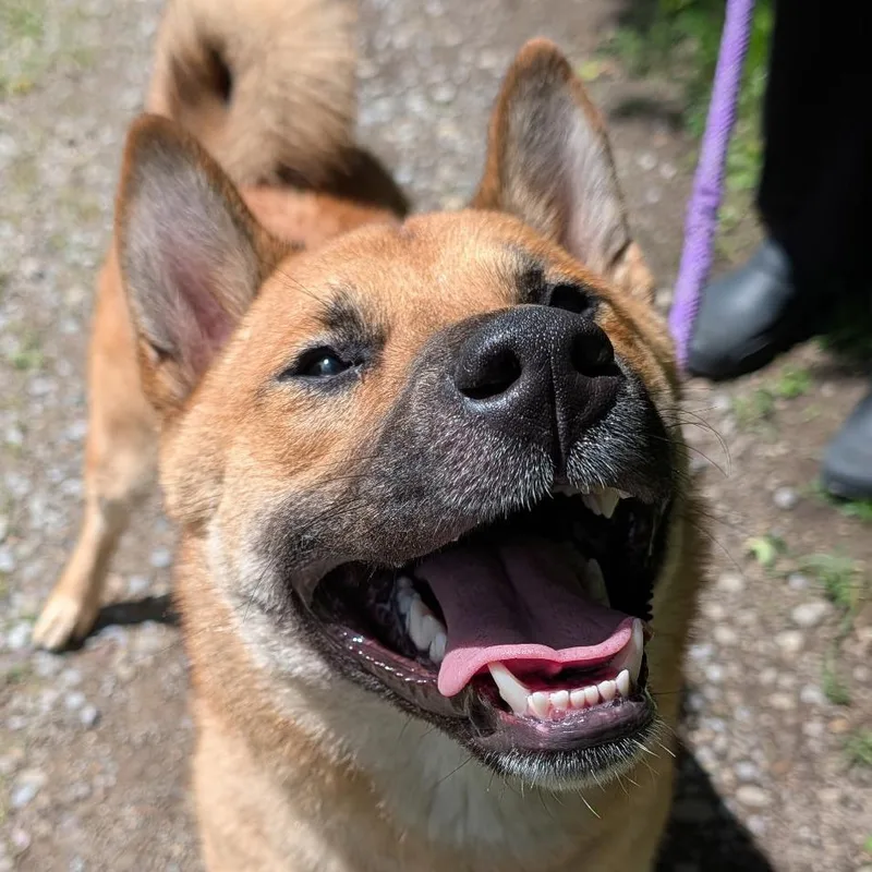 Kuma