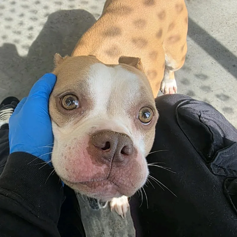 An adult medium-sized female Yellow / Tan / Blond / Fawn Mixed Breed dog named Circus Peanut for adoption in Pittsburgh, PA