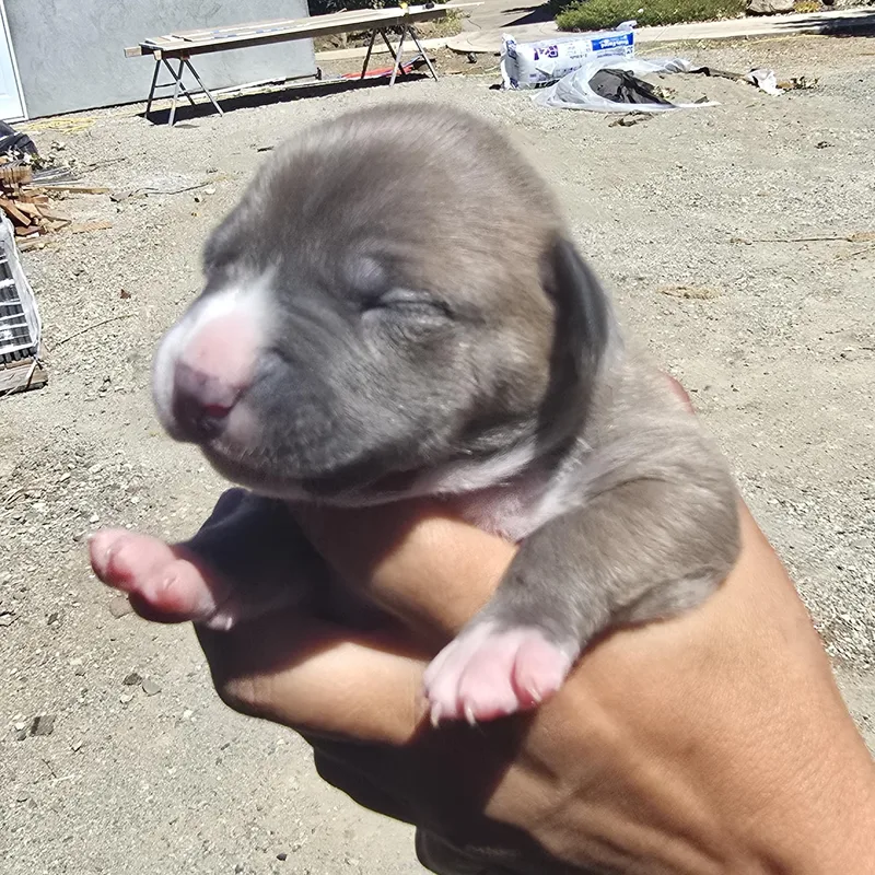 A baby medium-sized female Gray / Blue / Silver Pit Bull Terrier dog named Stella for adoption in Brentwood, CA