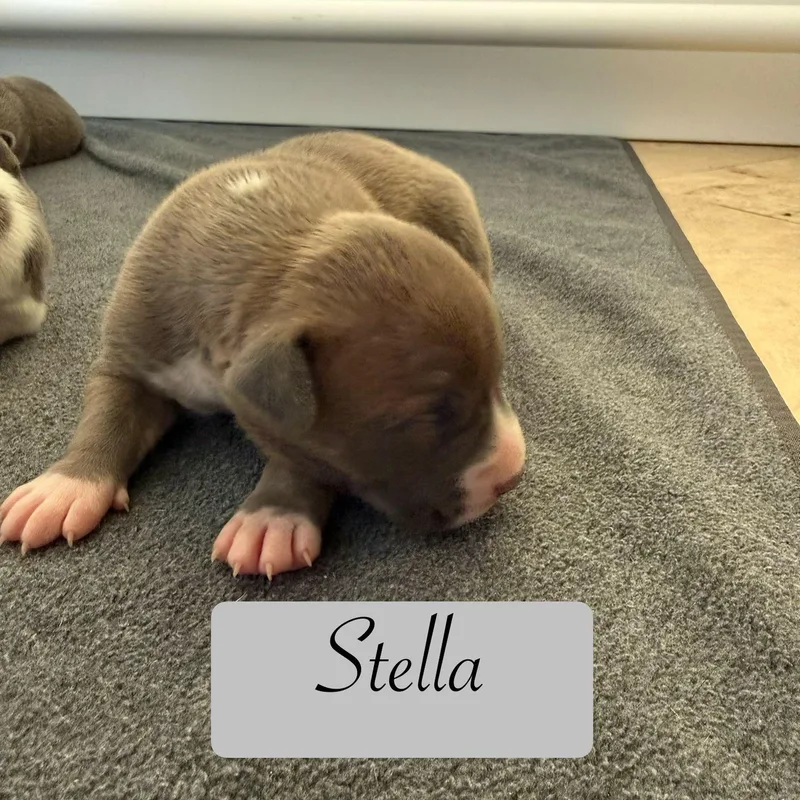 Stella thumbnail 2