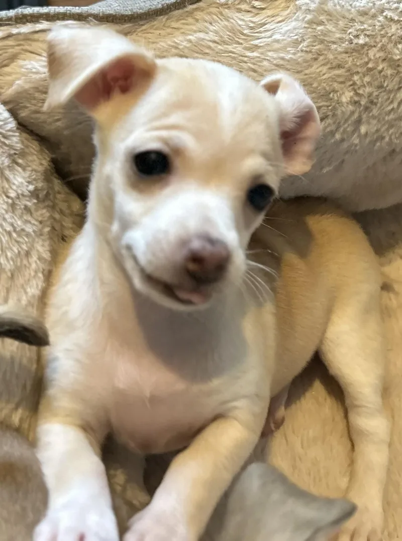 A baby small-sized female Chihuahua dog named Dana for adoption in Lafayette Hill, PA