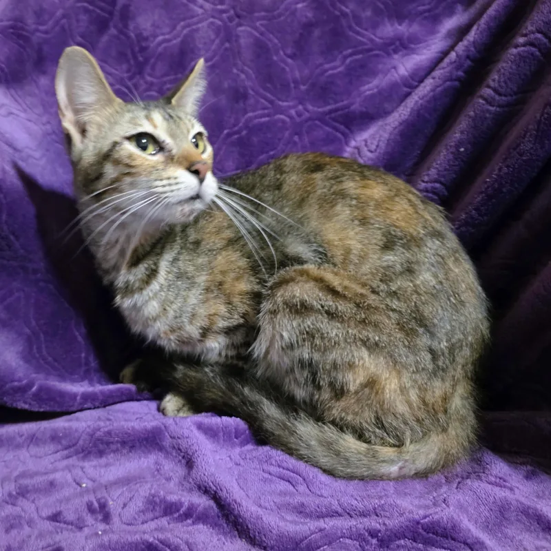 A young small-sized female Tabby (Buff / Tan / Fawn) Domestic Short Hair cat named Andrea for adoption in Bentonville, AR