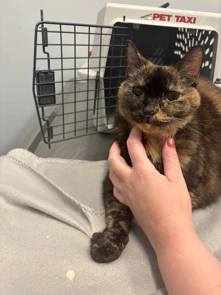 A senior medium-sized female Domestic Short Hair cat named Glitter Sticks for adoption in Bloomington, IN