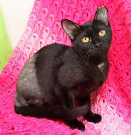 A baby small-sized female Domestic Short Hair cat named Elvira for adoption in Largo, FL