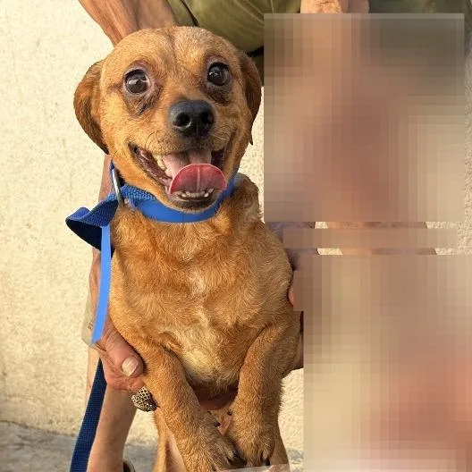 An adult small-sized male Yellow / Tan / Blond / Fawn Chihuahua dog named Oso for adoption in San Gabriel, CA