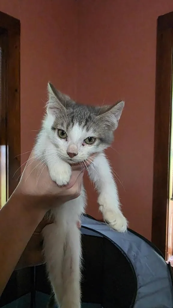 A baby small-sized male Domestic Short Hair cat named Rumple for adoption in Hagaman, NY