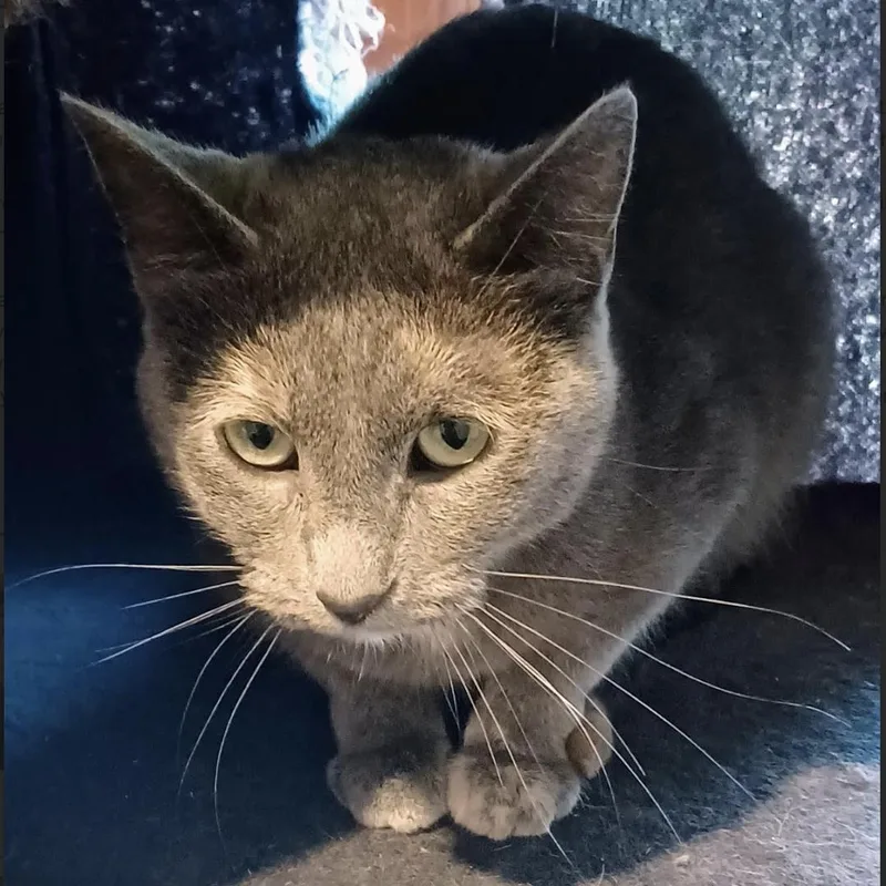 Pewter & Wren thumbnail 2