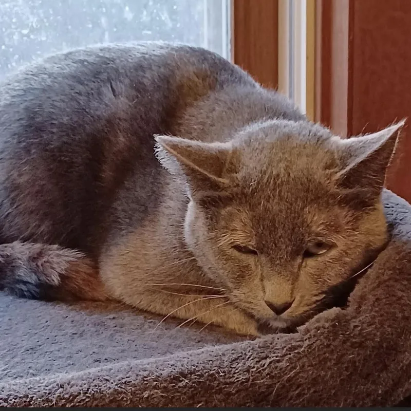 Pewter & Wren thumbnail 4