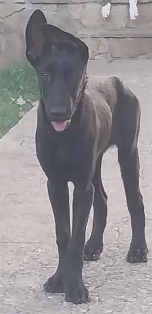 A baby medium-sized male Mixed Breed dog named Kaos for adoption in Dallas, TX