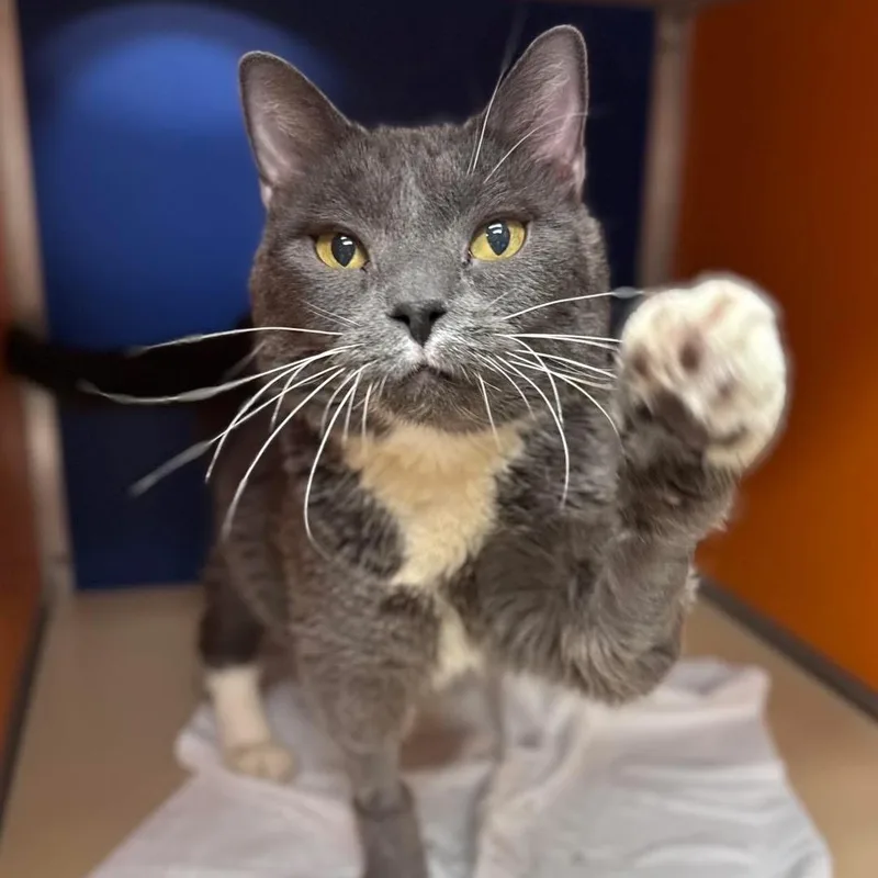 An adult medium-sized female Domestic Short Hair cat named Crystal for adoption in Philadelphia, PA